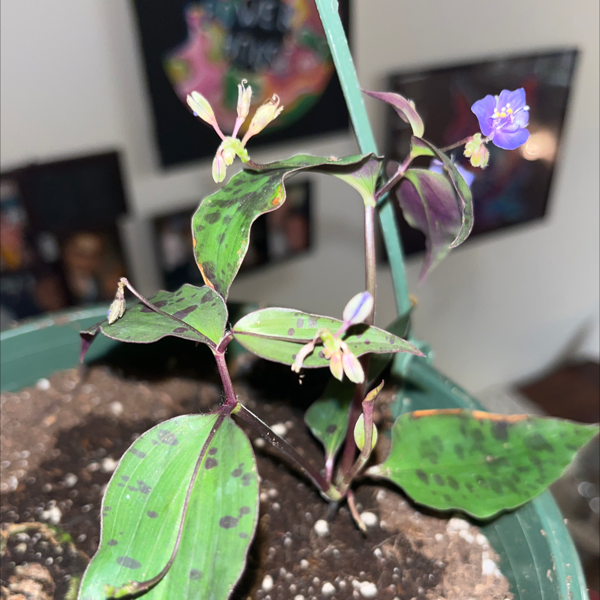 Photo of the plant species Mexican wandering Jew by @NeighborlyGrass named (Kitchen) Eva on Greg, the plant care app