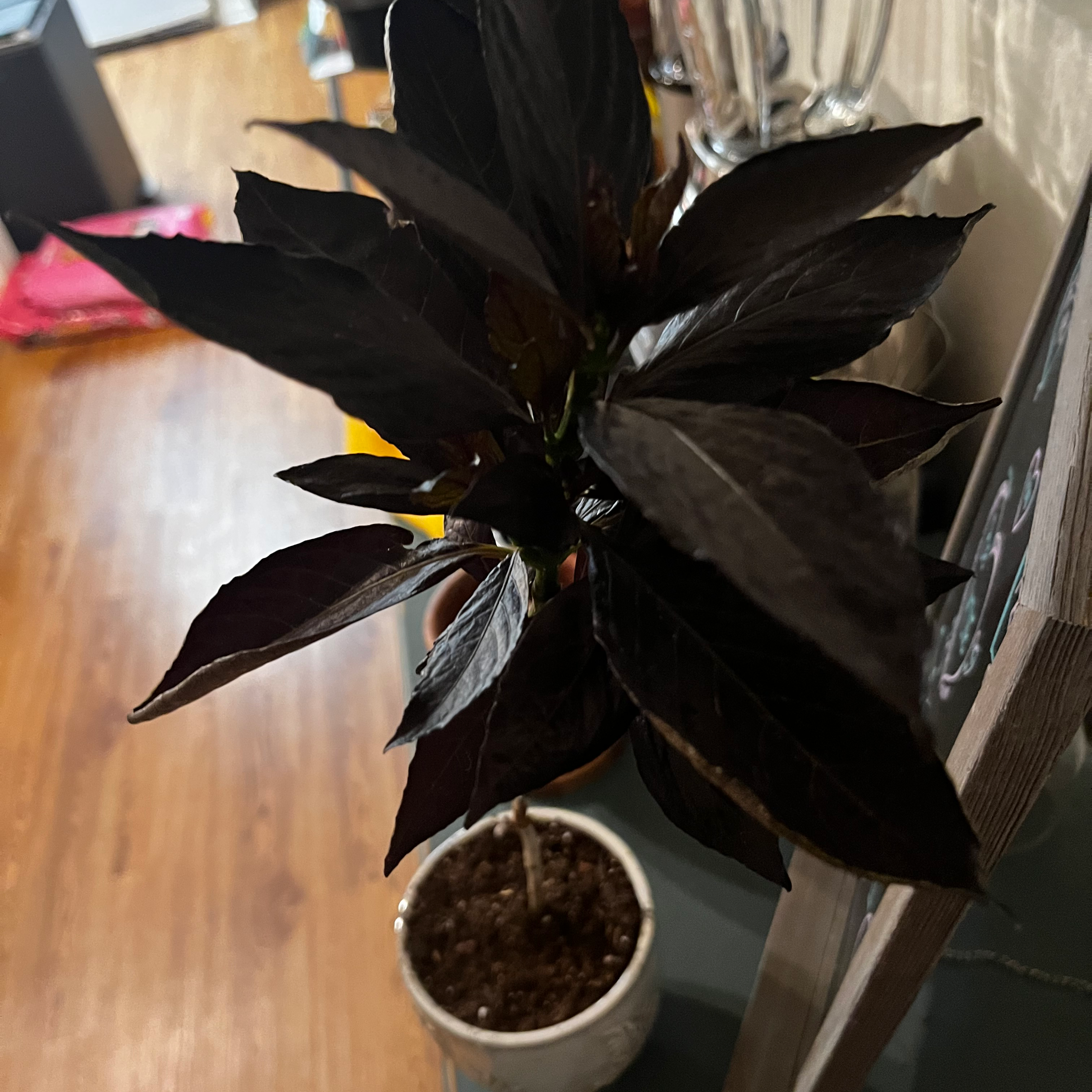 Photo of the plant species Black Varnish Eranthemum by @NeighborlyGrass named (Kitchen) Black betty on Greg, the plant care app