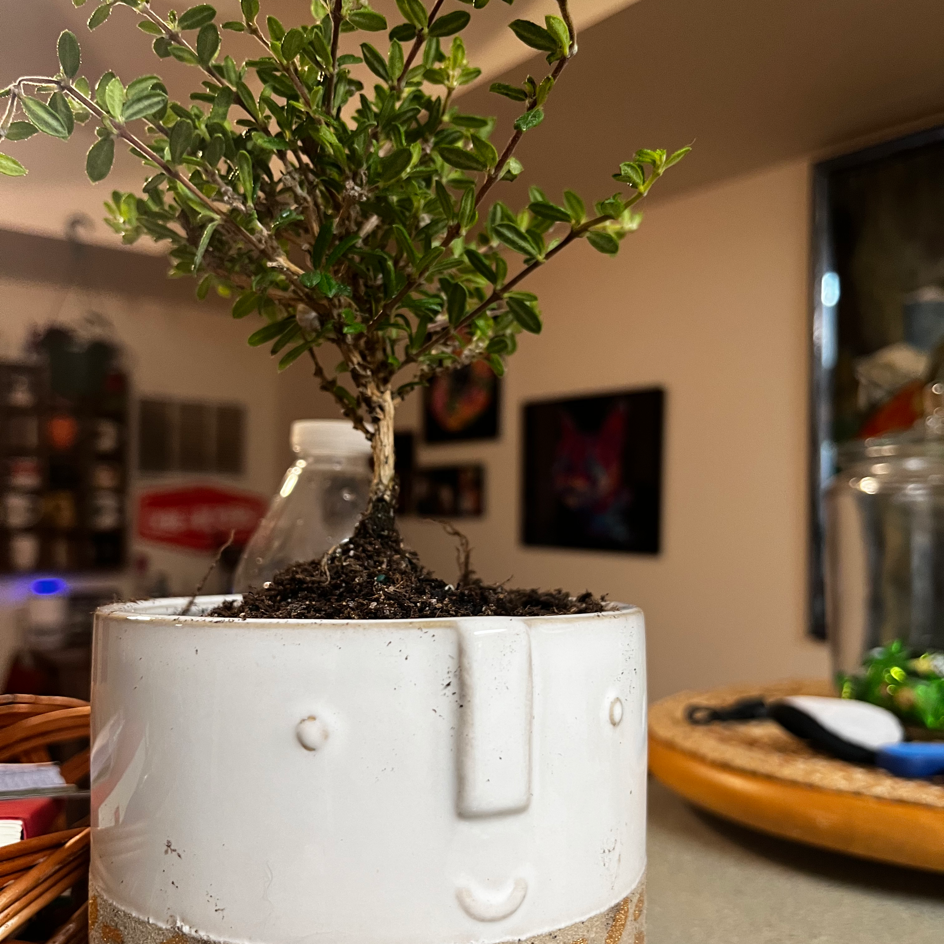 Plant care for Chiricahua Mountain Mock Vervain on Greg, the plant care app