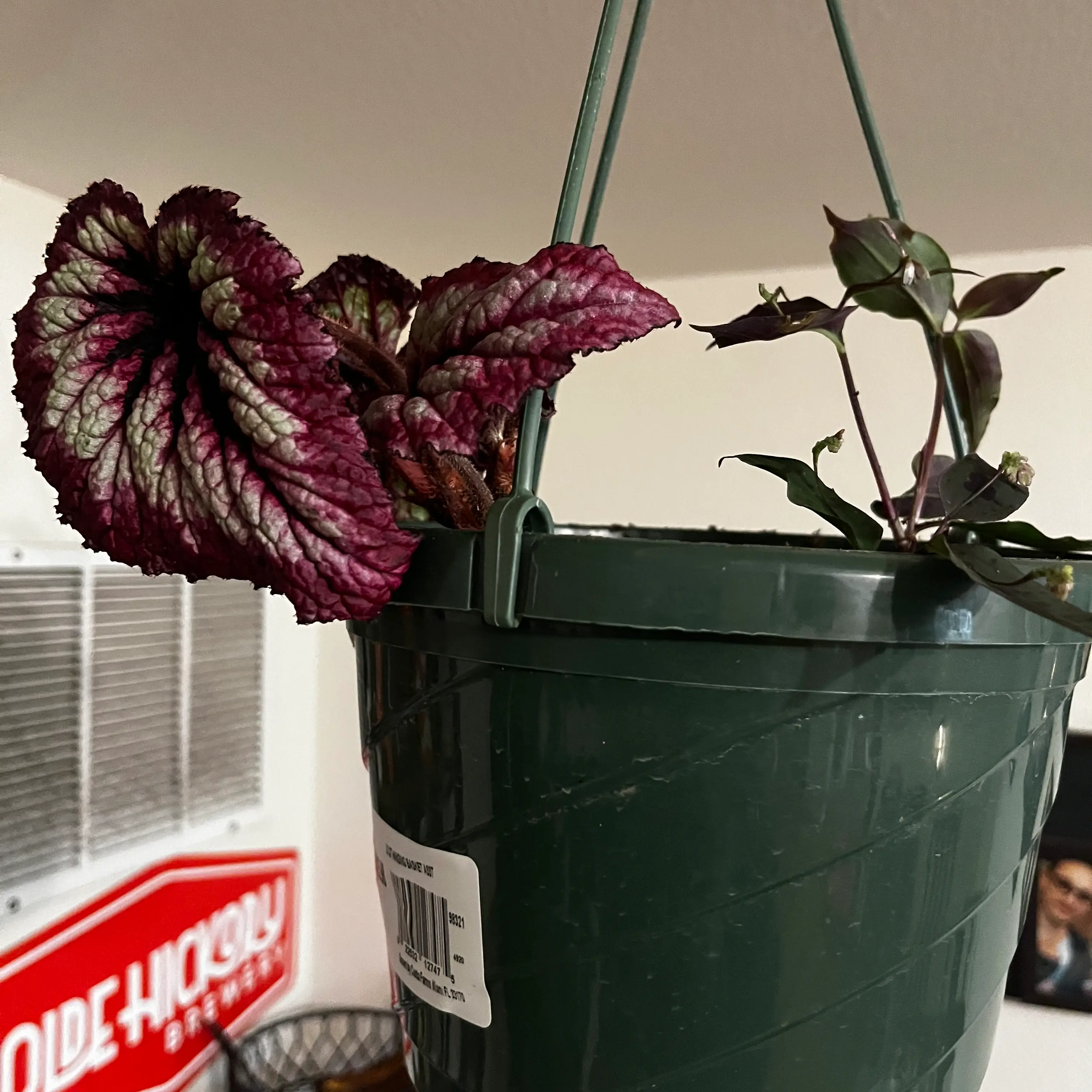 Photo of the plant species begonia rex by @NeighborlyGrass named (Kitchen) Planty on Greg, the plant care app