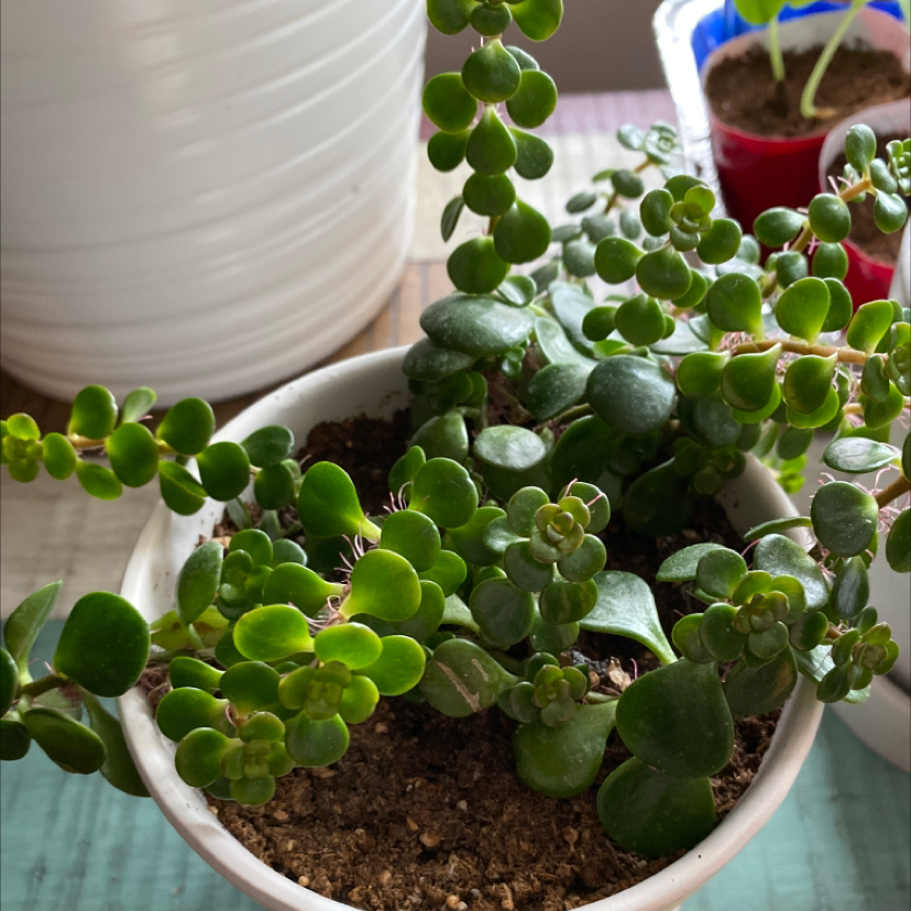 Potted Woodland Stonecrop plant with small, rounded green leaves and visible soil.