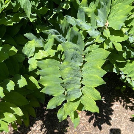 Photo of the plant species Common Solomon's Seal by Hotomnom named Your plant on Greg, the plant care app