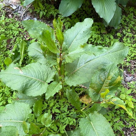 Photo of the plant species Broad-Leaved Dock by Hotomnom named Your plant on Greg, the plant care app
