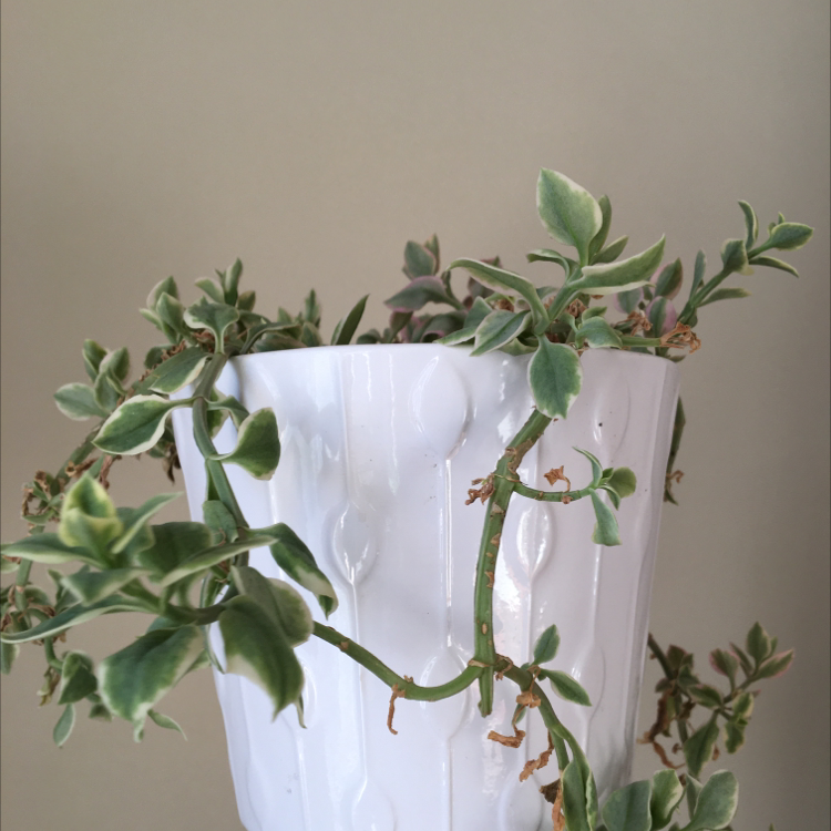 Baby Sun Rose plant in a white pot with some slight browning at the tips of the leaves.