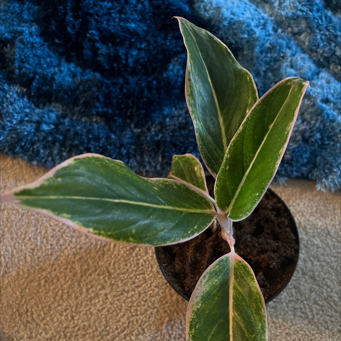 Chinese Evergreen Valentine plant with green leaves edged in pink in a small pot with visible soil.