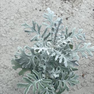 Silver Ragwort plant in Somewhere on Earth