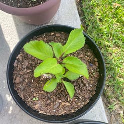 Miracle Leaf plant plant