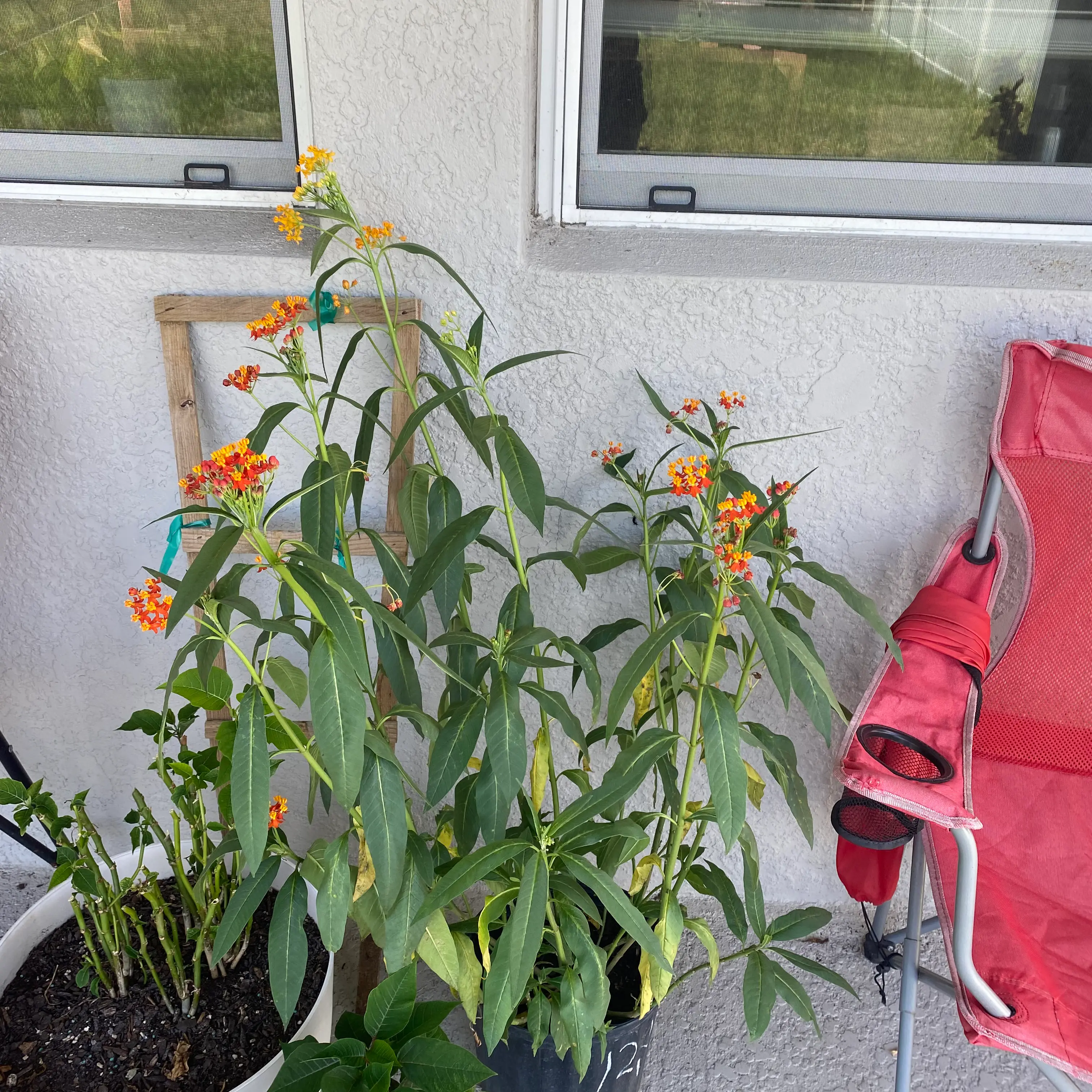 Scarlet Milkweed plant with vibrant green leaves and red-yellow flowers in a pot.