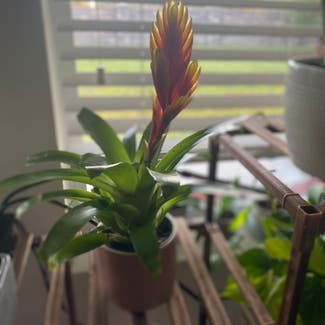 Flaming Sword Bromeliad plant in Somewhere on Earth