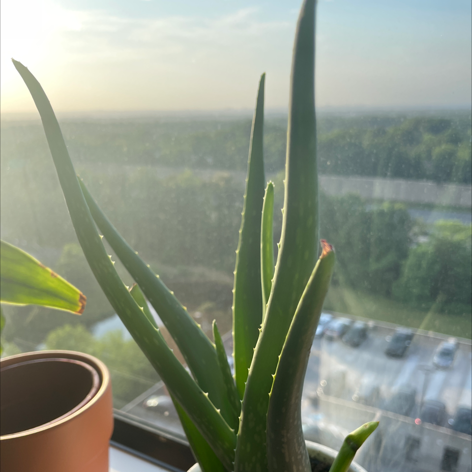 Aloe vera plant photo by @Plantmuvaa named Loe loe on Greg, the plant care app.