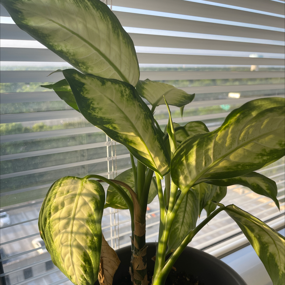 Dieffenbachia plant photo by @Plantmuvaa named Tika on Greg, the plant care app.