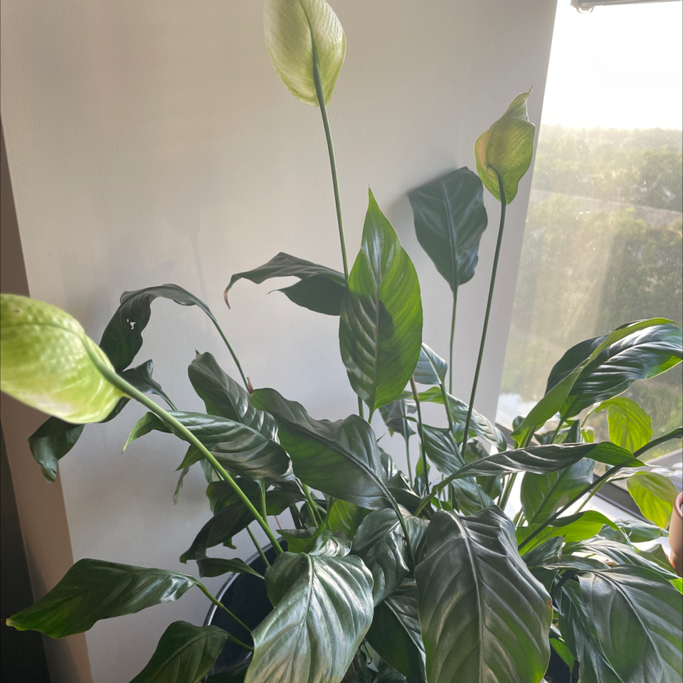 Peace Lily plant photo by @Plantmuvaa named Tracy on Greg, the plant care app.