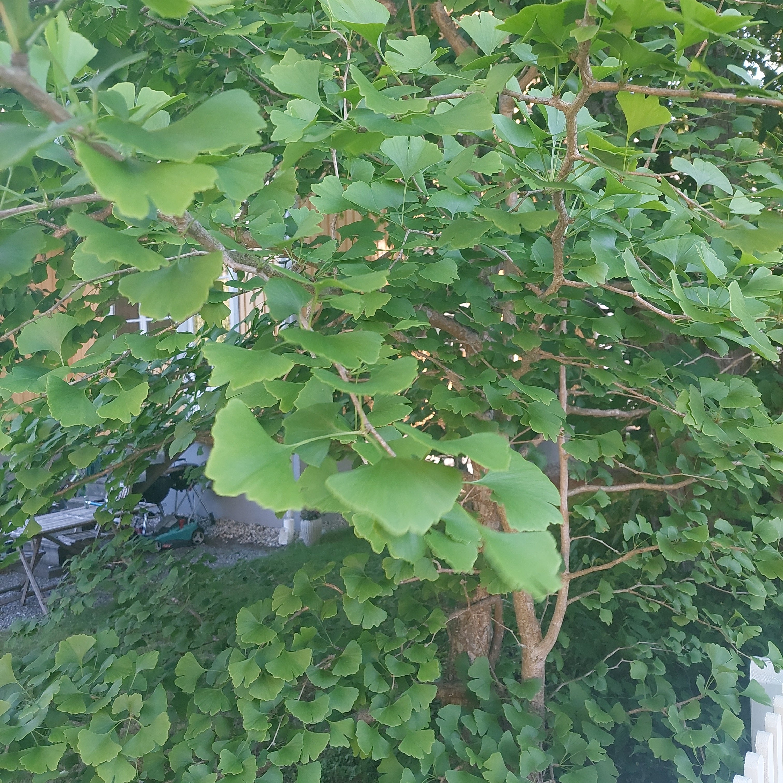 Ginkgo Tree Is Not Toxic To Cats