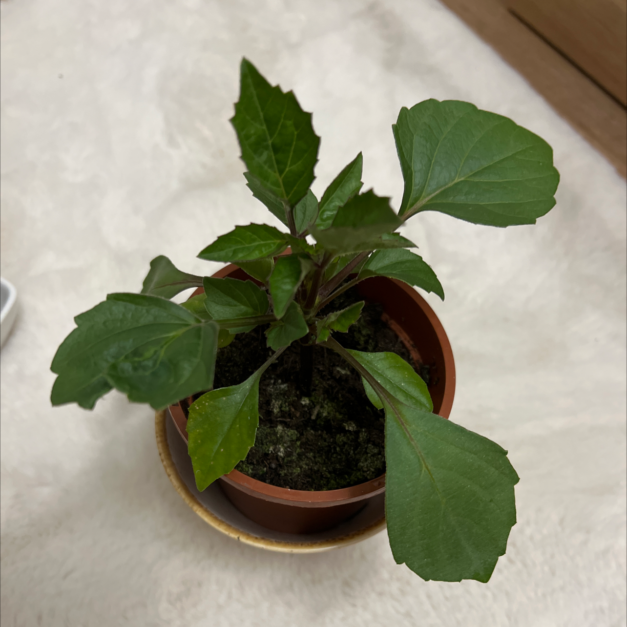 A healthy Garden Dahlia plant in a pot with green leaves.