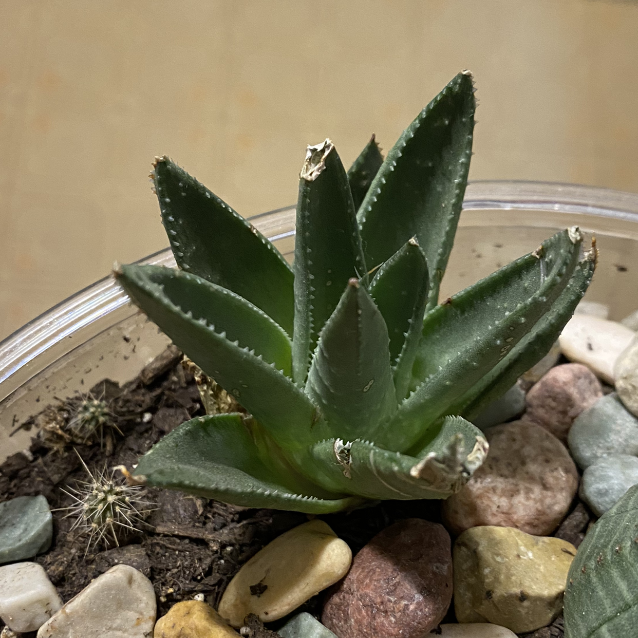 Short-Leaved Aloe plant in a pot with decorative stones, minor leaf tip damage.