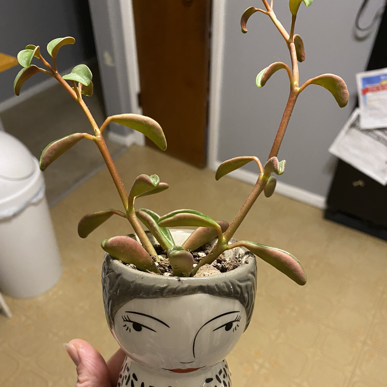 Potted Copper Spoons plant with elongated, spoon-shaped leaves in a decorative pot.