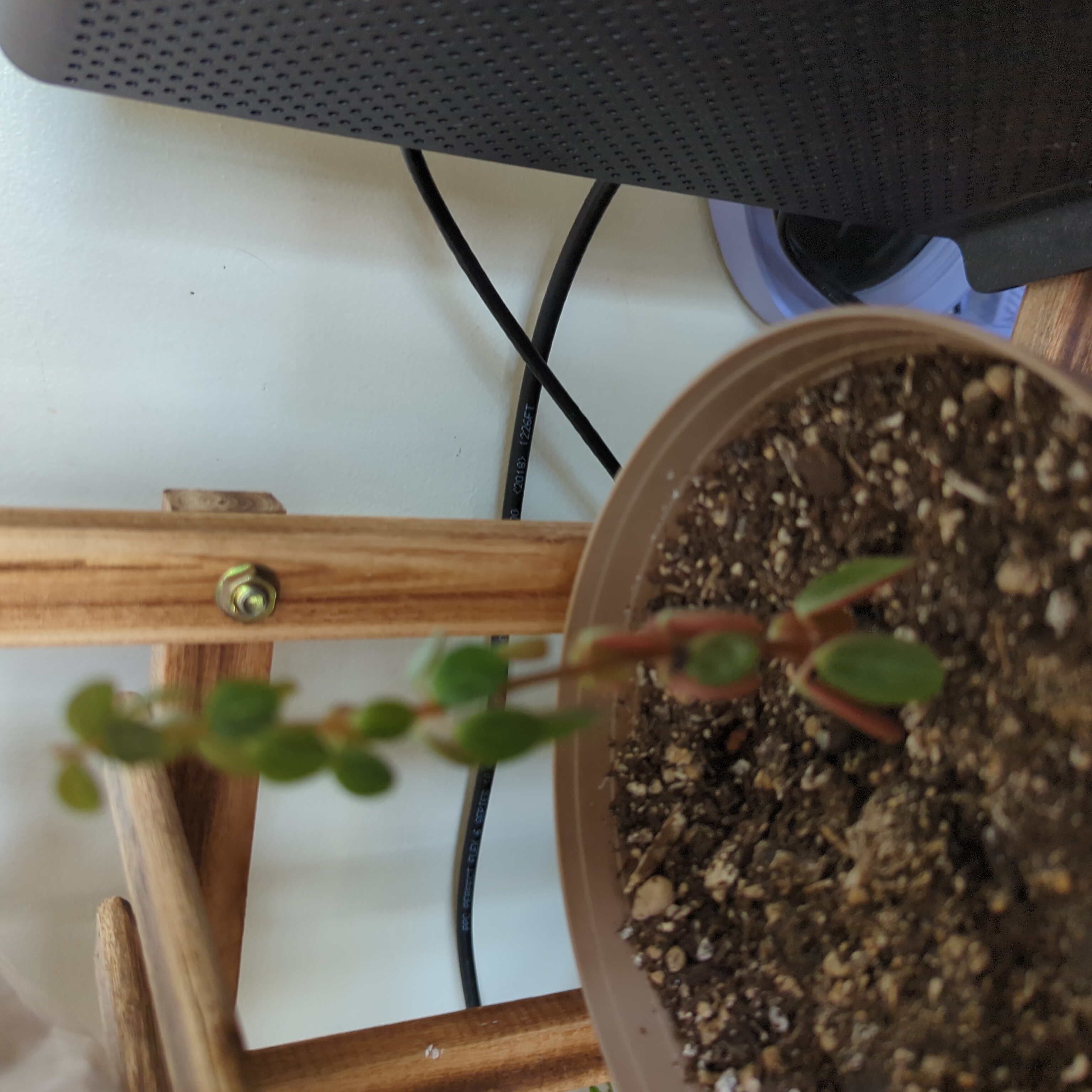 Potted Wandering Dude 'Burgundy' plant with reddish stem and small leaves.