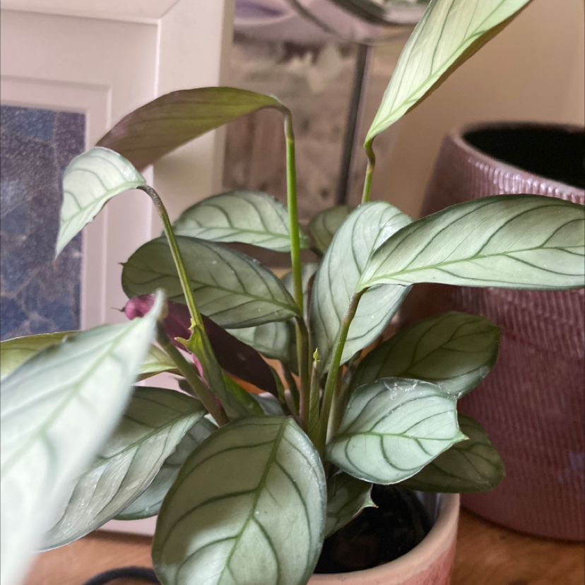 Never Never Ctenanthe plant with healthy green leaves in a pot.