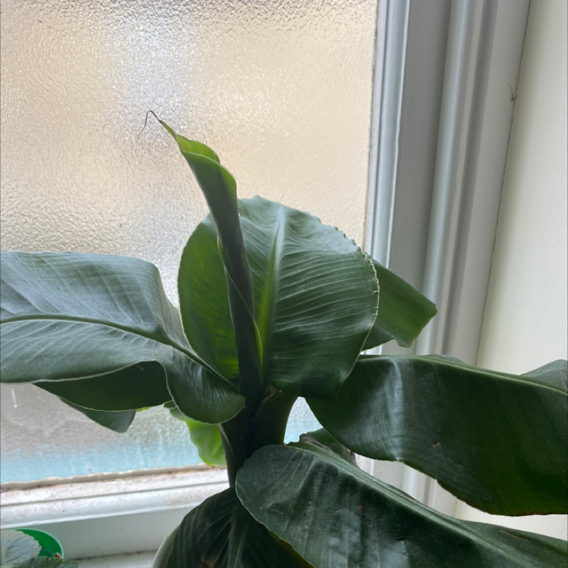 Banana plant with large green leaves near a window.