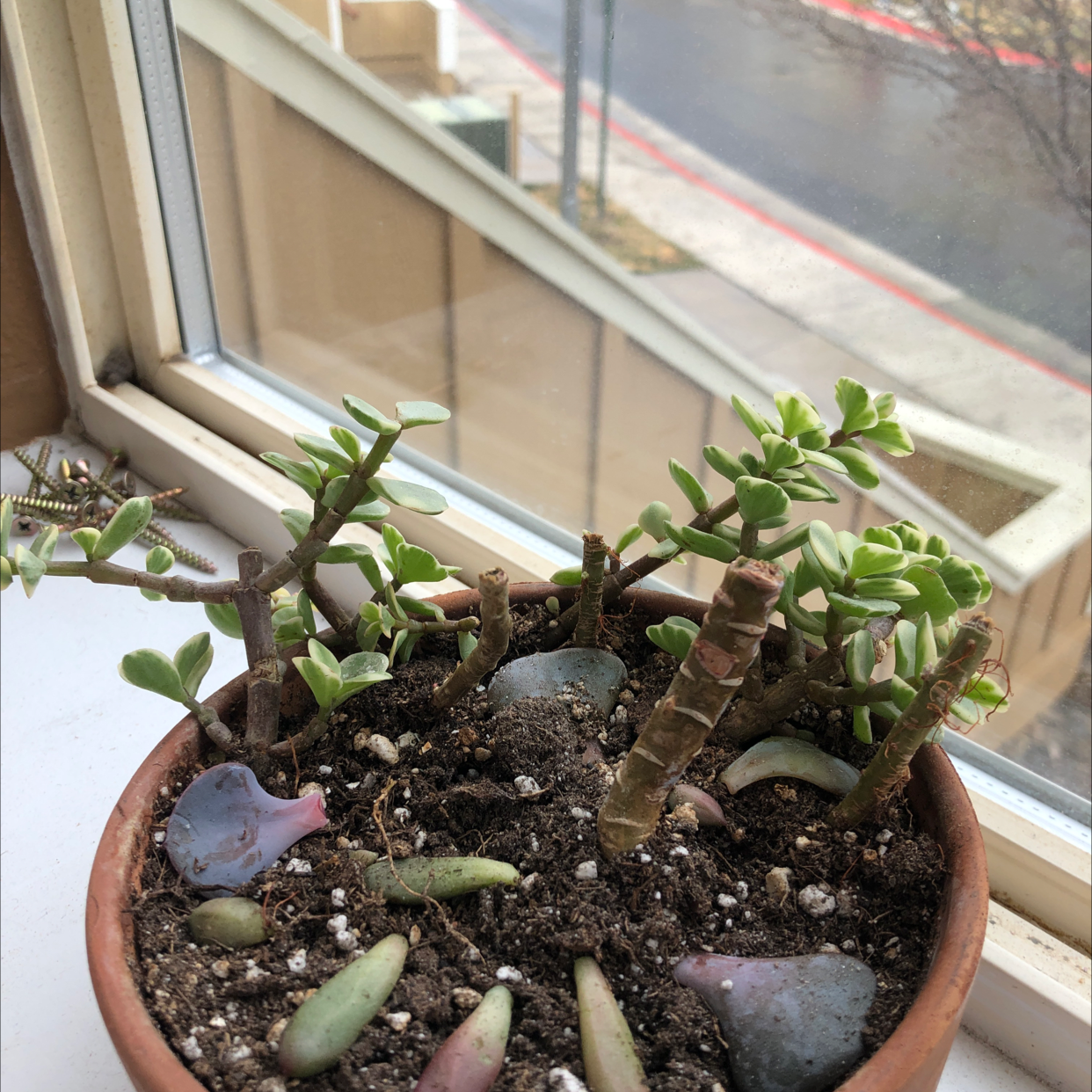 Lucky Plant plant photo by @Audsoddplants named Succulent Props on Greg, the plant care app.