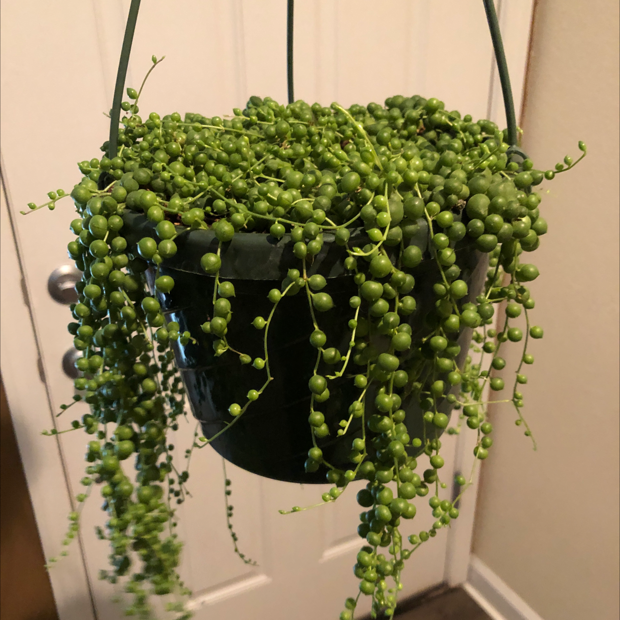 String of Pearls plant photo by @Audsoddplants named Rapunzel on Greg, the plant care app.