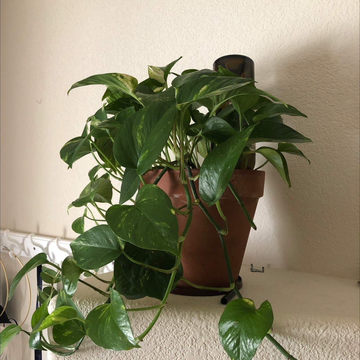 Taro Vine plant photo by @Audsoddplants named Valerie on Greg, the plant care app.