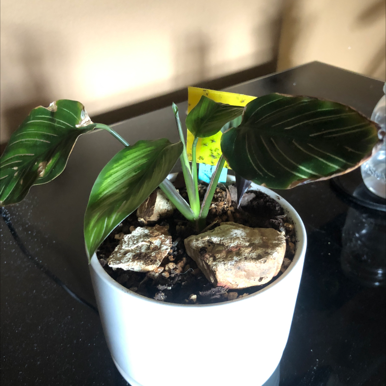 Pinstripe Calathea plant photo by @Audsoddplants named Serena the difficult on Greg, the plant care app.