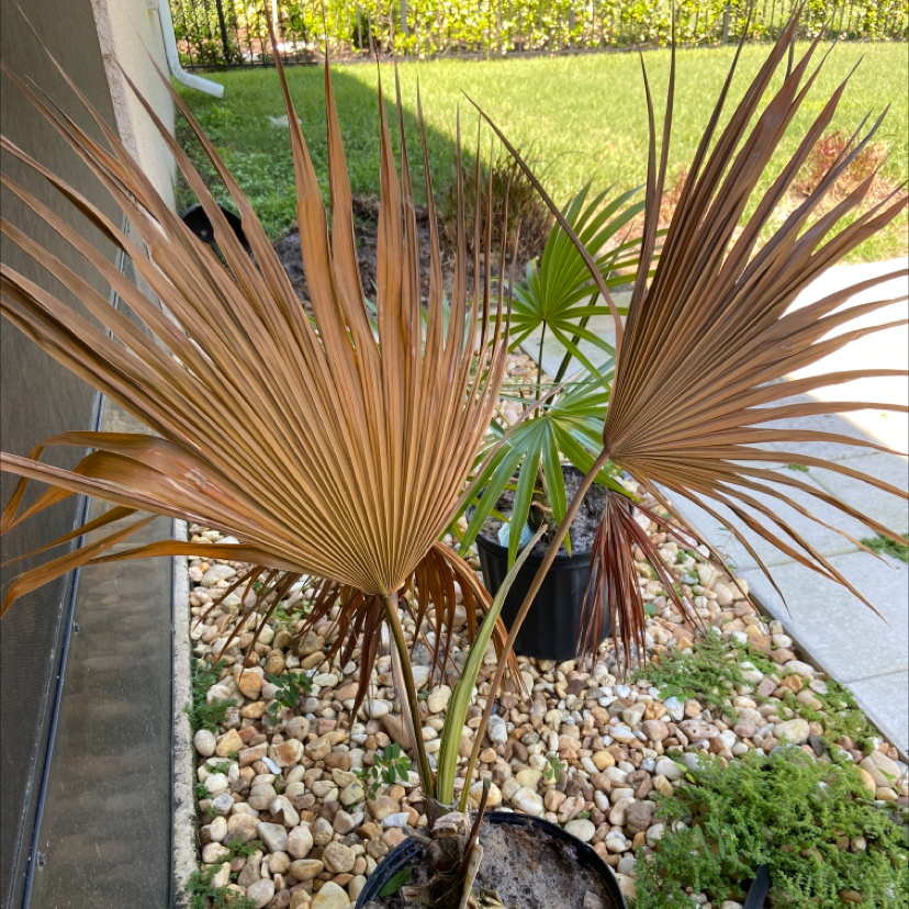 European Fan Palm with browning fronds in a pot on a bed of rocks.