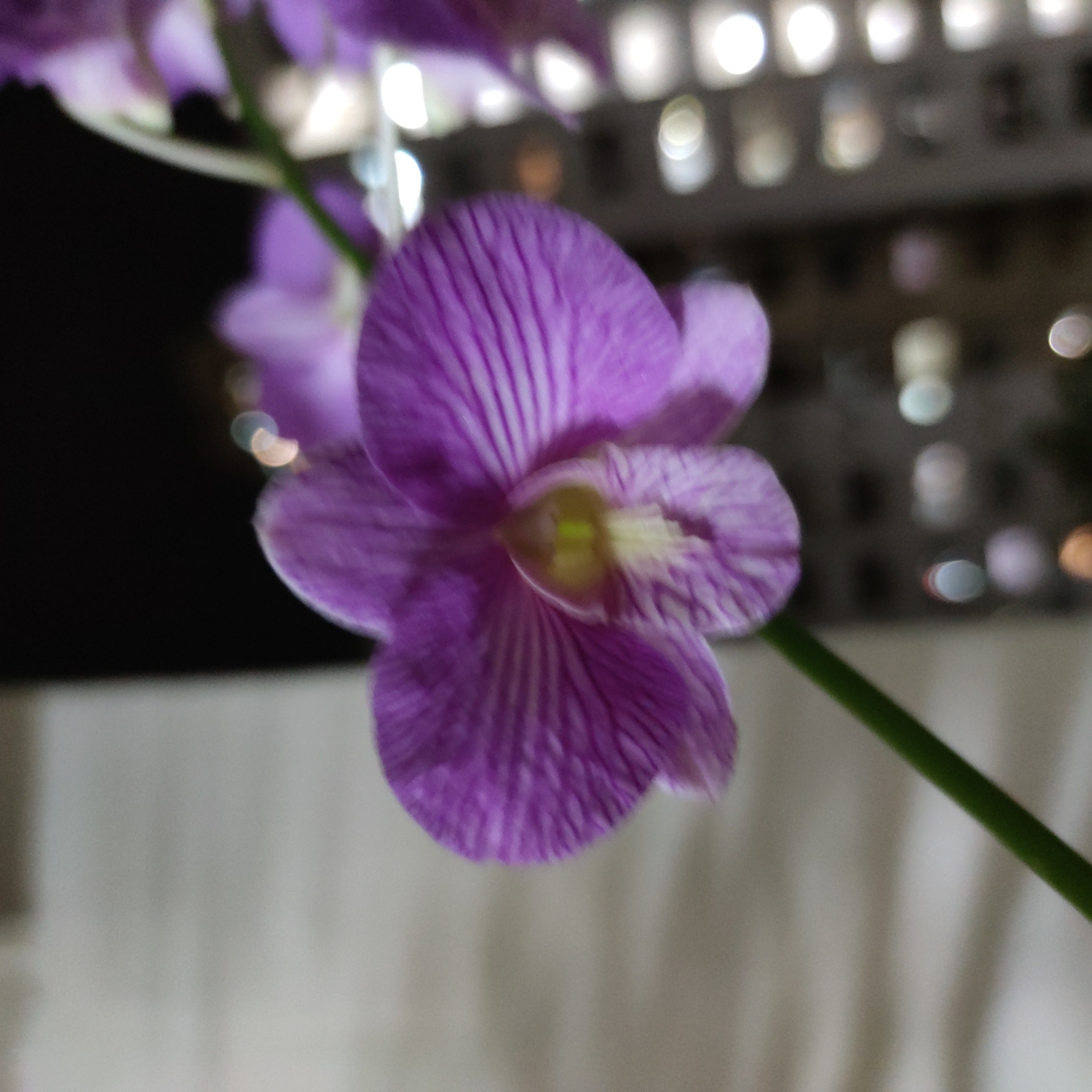 Orchid