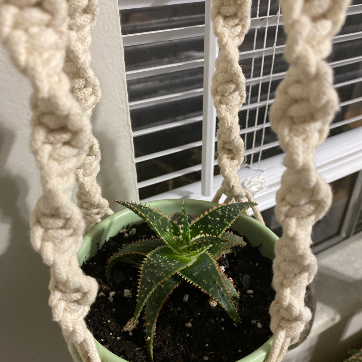 Candelabra Aloe plant in a hanging pot with visible soil, well-framed and in focus.