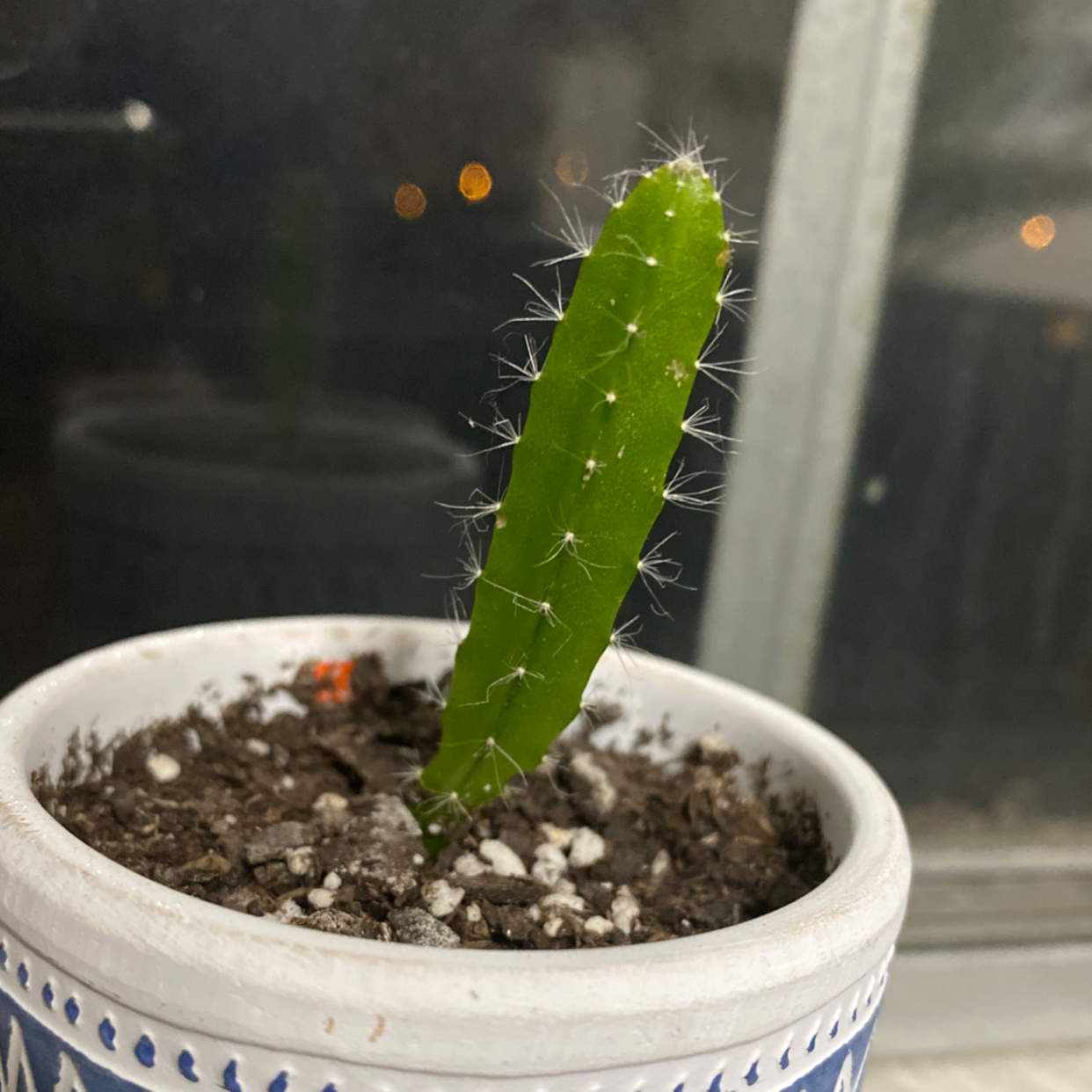 Fairy Castle Cactus in a pot with visible soil, well-framed and in focus.