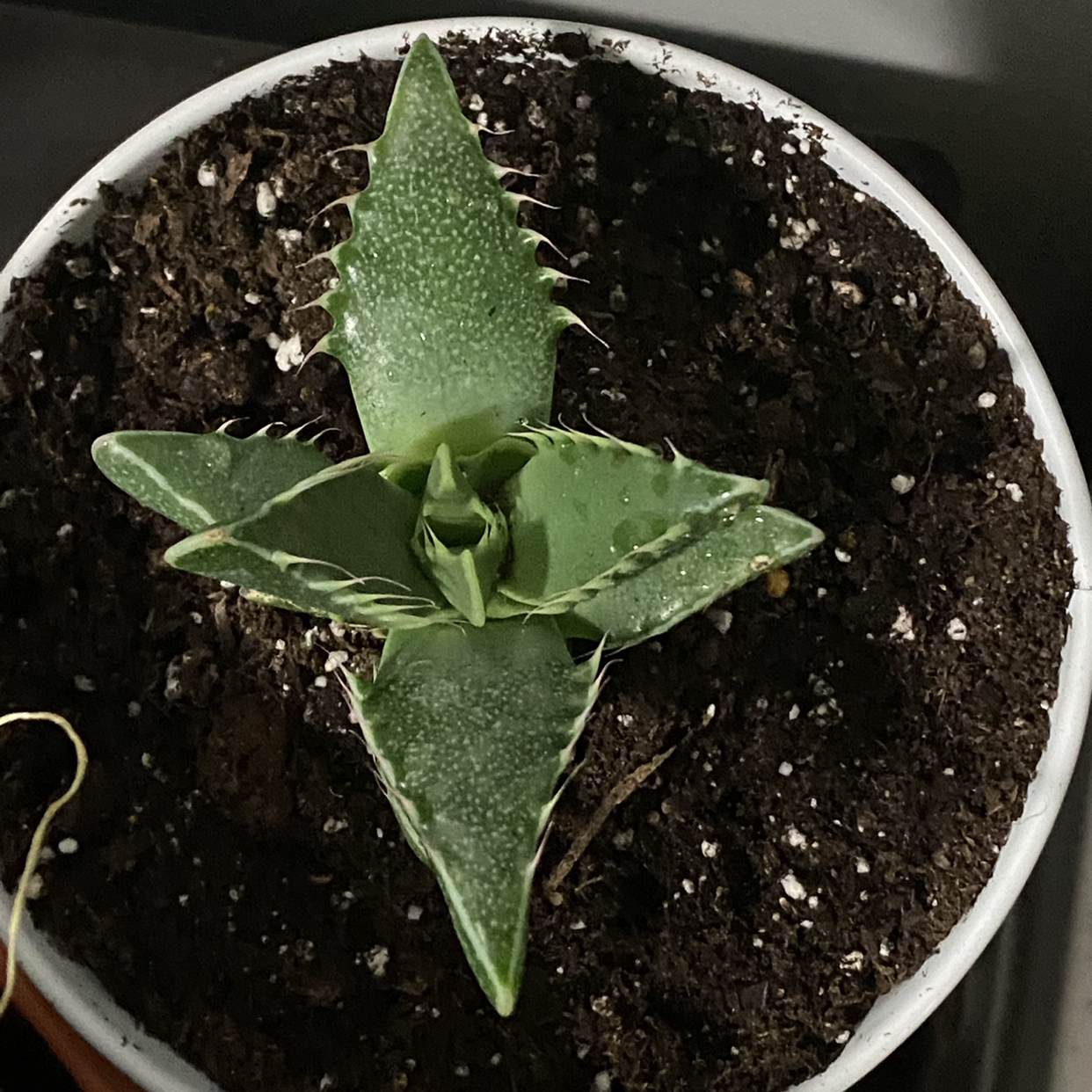 Tiger's Jaw plant in a pot with visible soil, appearing healthy.