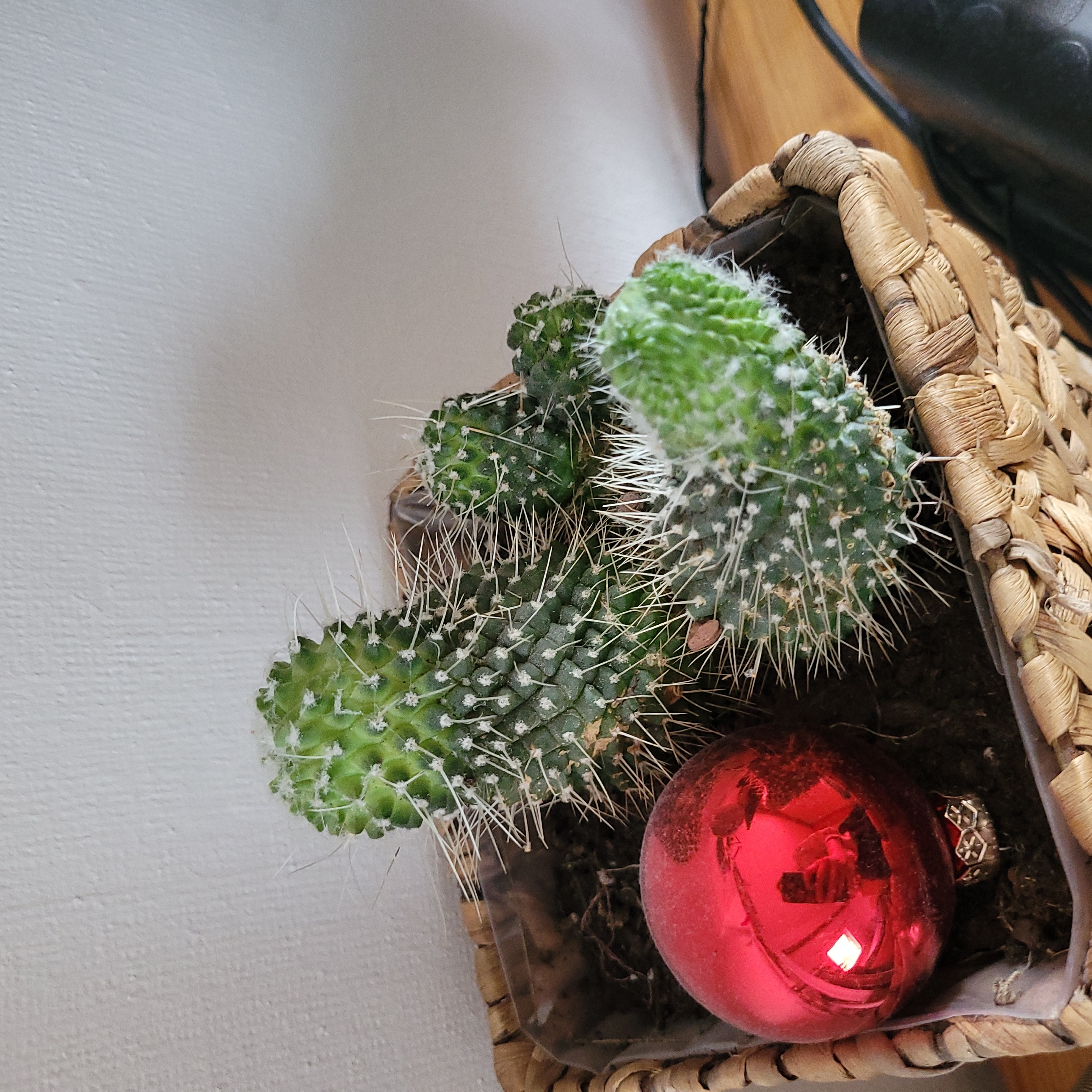 Navajo Bridge Prickly Pear cactus in a woven basket with a red ornament.
