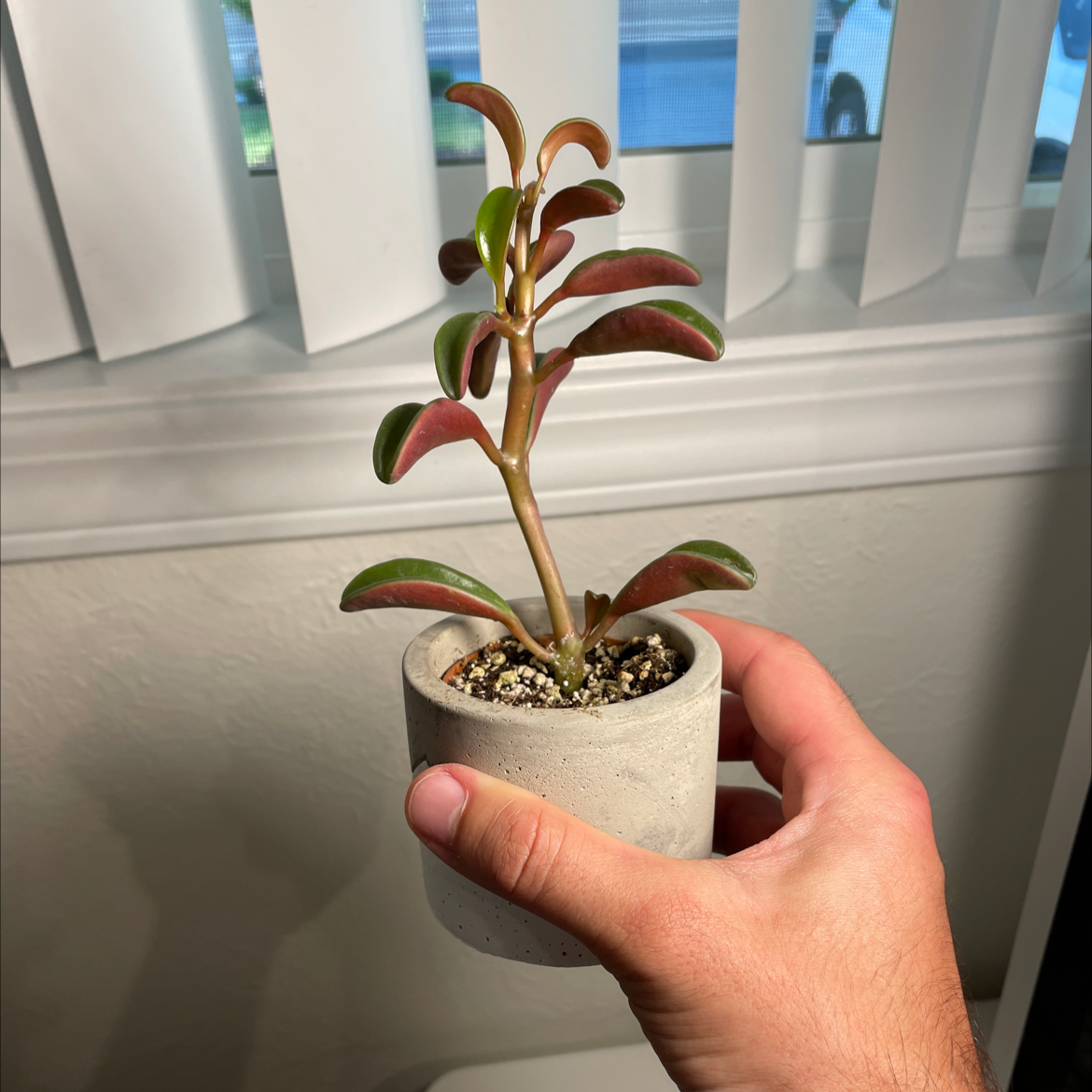 Peperomia 'Ruby Cascade' plant photo by @dino named Greg on Greg, the plant care app.