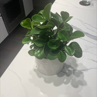 Baby Rubber Plant plant in San Francisco, California