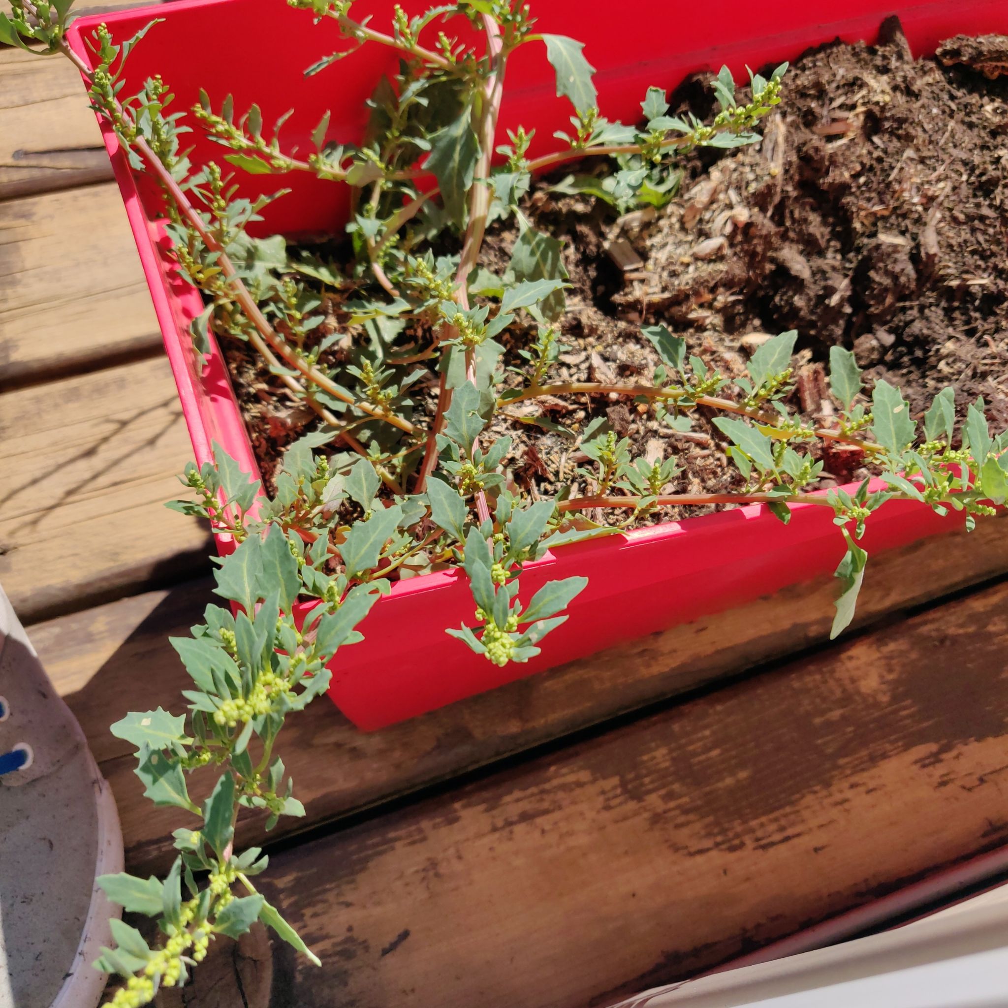 Photo of the plant species Oak-Leaf Goosefoot by @DesiredKoa named Xena on Greg, the plant care app