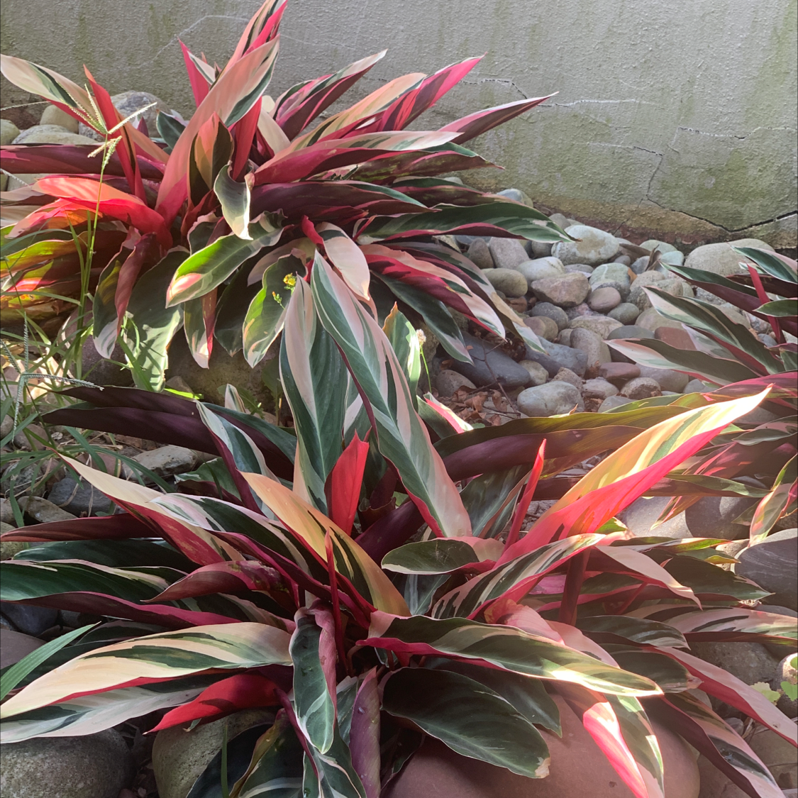 Two Never Never Plants with vibrant, multicolored leaves among rocks.