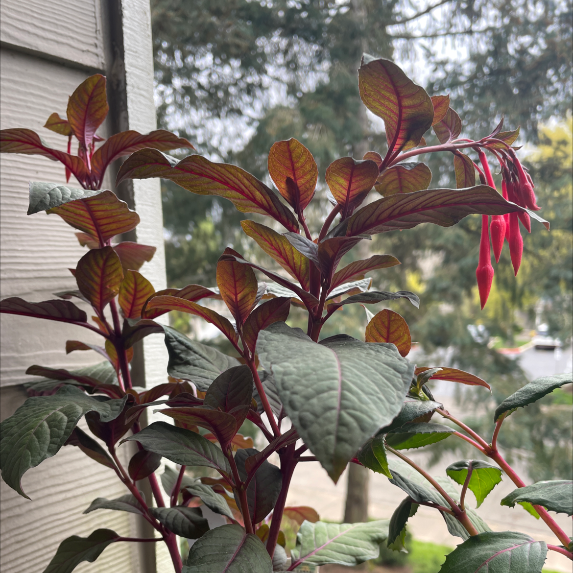 Photo of the plant species Glaziou's Fuchsia by @HipMymumrose named Flamingo on Greg, the plant care app