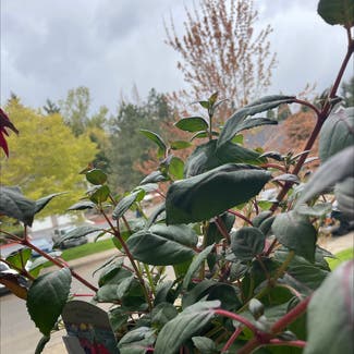 Hummingbird Fuchsia plant in Wilsonville, Oregon