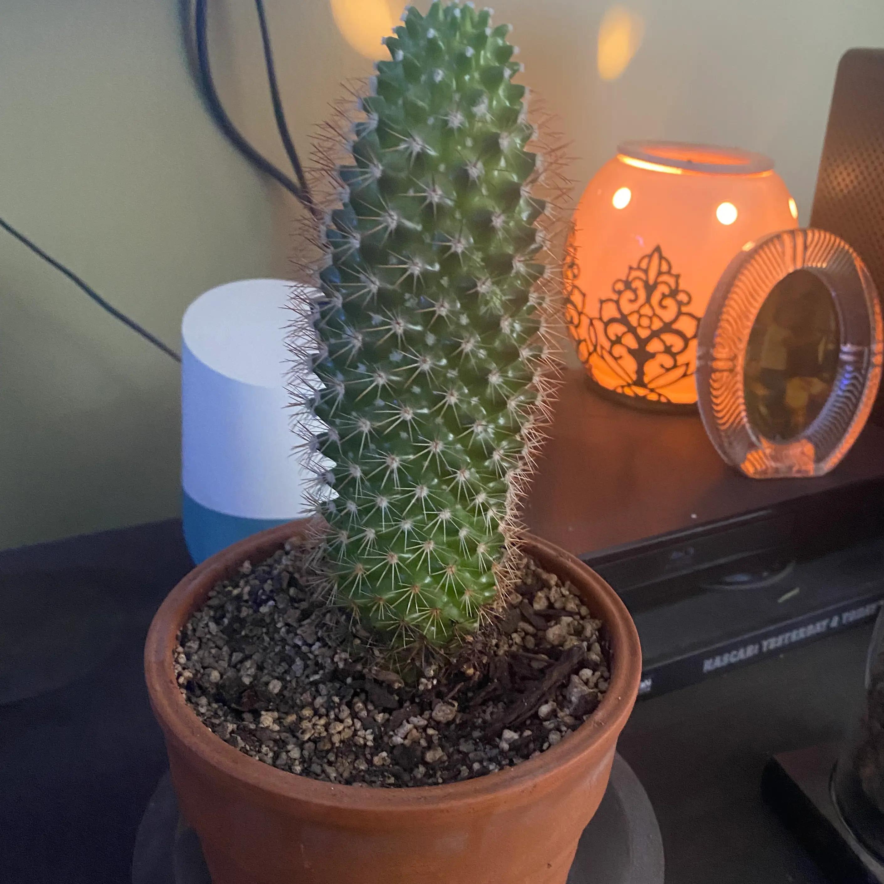 Photo of the plant species Cleistocactus smaragdiflorus by @IdealDaboecia named Greg on Greg, the plant care app