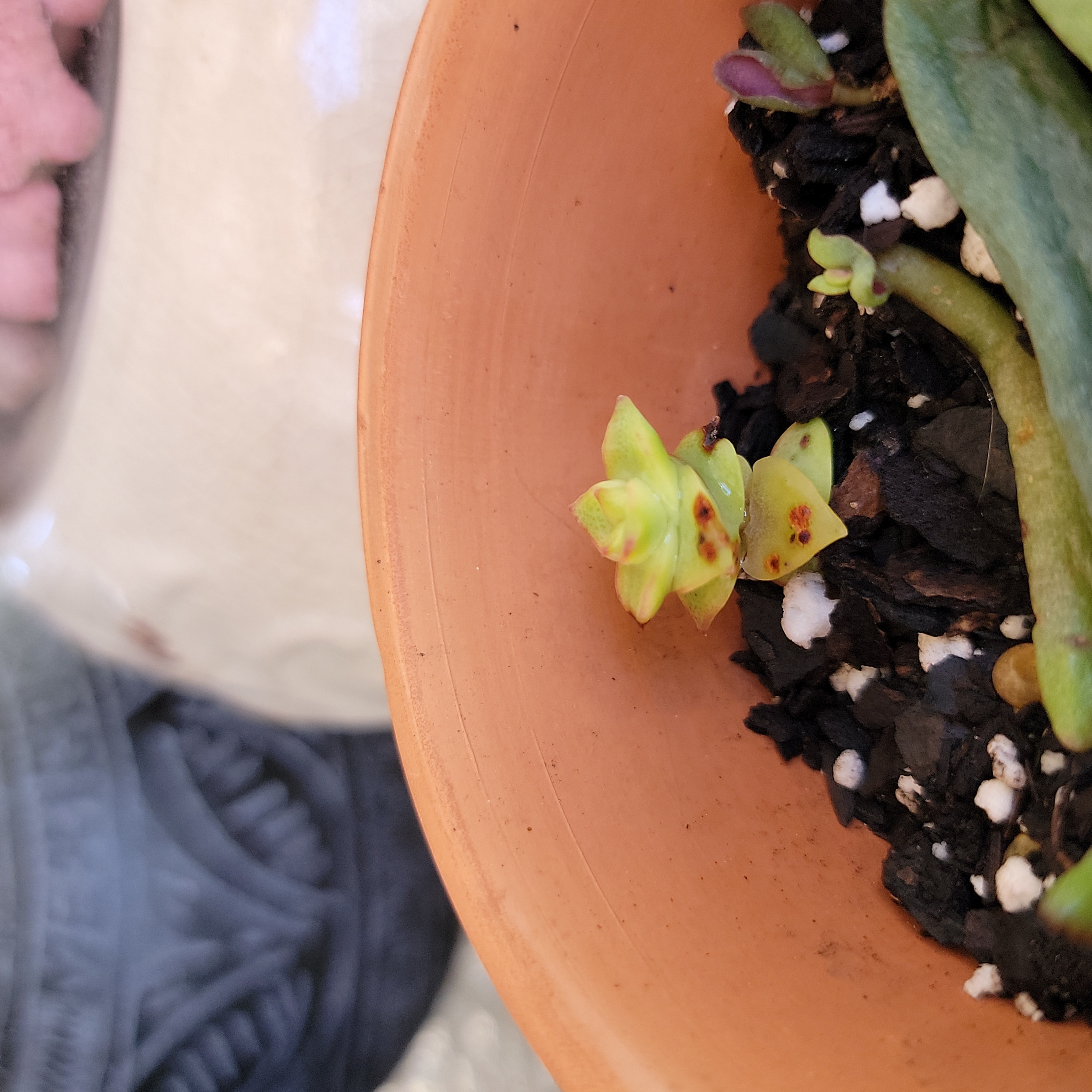 Photo of the plant species Green Pagoda by @BreezyTamarack named Keanu Leaves on Greg, the plant care app