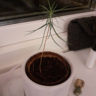 Japanese black pine plant in Somewhere on Earth
