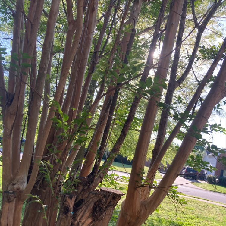 Mature Cape Myrtle trees with slender red-brown trunks and healthy green foliage, growing in a garden setting.