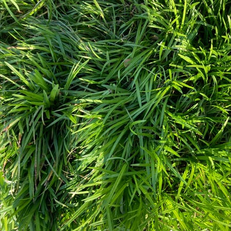 Photo of the plant species Onion Weed by Youthfulgray named Your plant on Greg, the plant care app