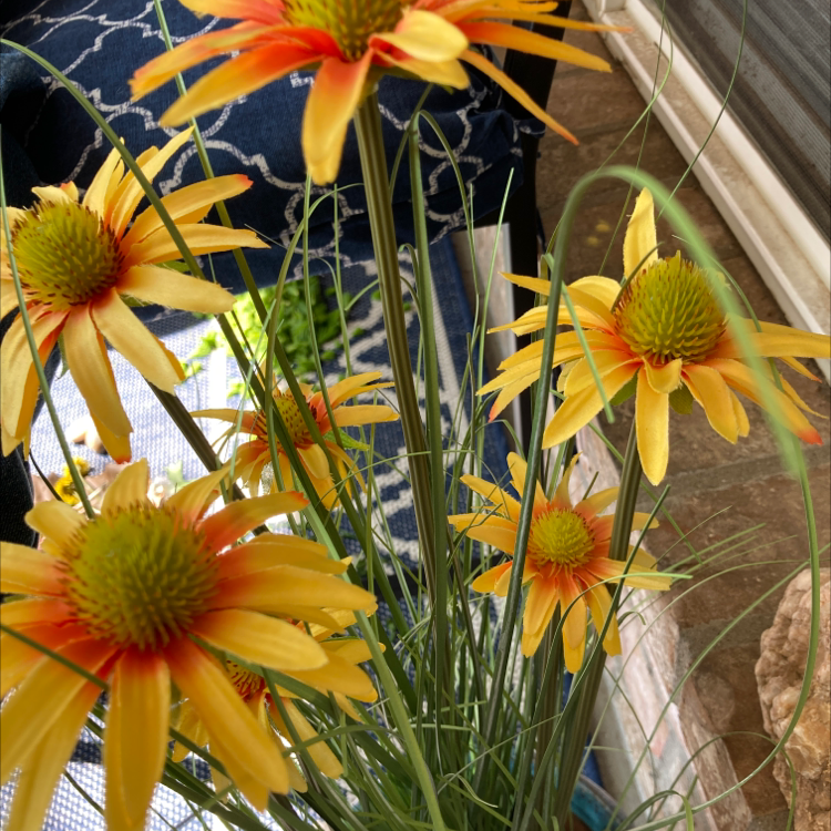 Vibrant yellow and orange Treasureflower plant with healthy blooms.