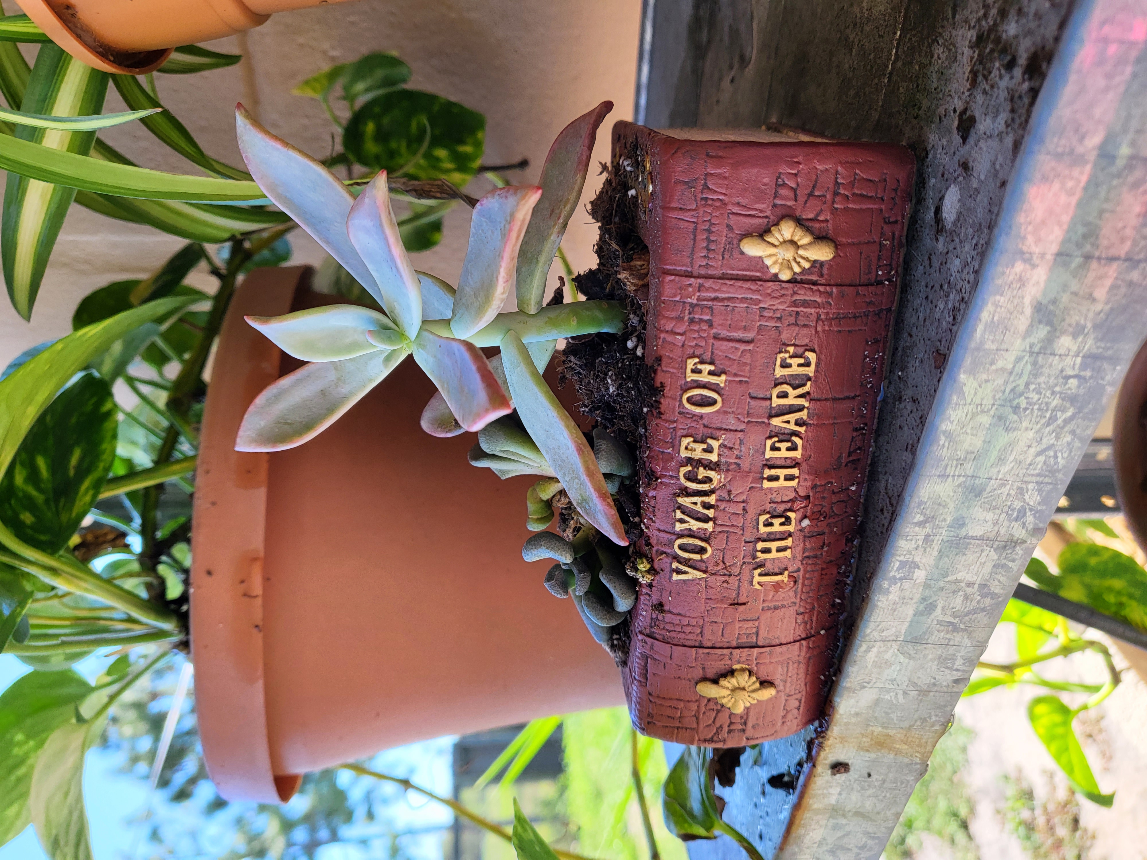 Graptosedum 'Darley Sunshine' succulent in a decorative pot labeled 'VOYAGE OF THE HEART'.