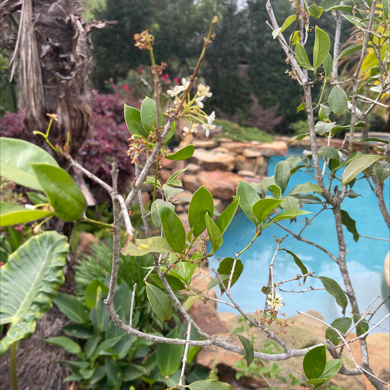 Sweet Olive plant with green leaves and flowers in a garden setting with a pool in the background.