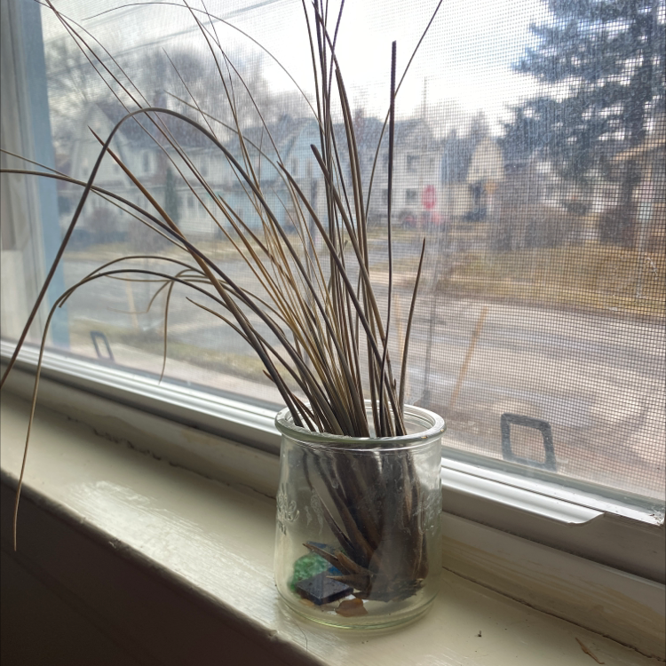 Tillandsia Juncea plant in a glass container on a windowsill with some yellowing and browning leaves.