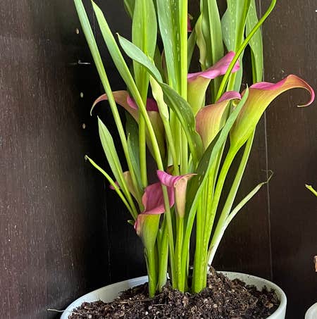 Photo of the plant species Pink Calla by @Soleil named Pink on Greg, the plant care app