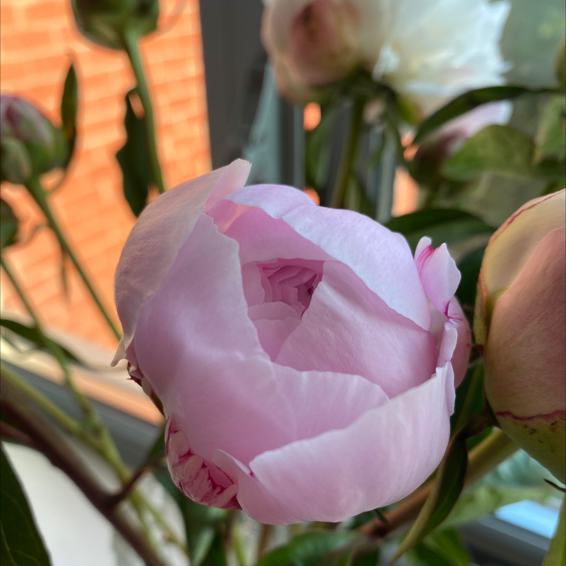Close-up of a blooming pink Chinese Peony flower with healthy green leaves.